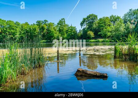 Ein Teich im Hampstead Heath Park im Nordwesten Londons. GROSSBRITANNIEN Stockfoto