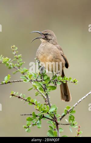 California thrasher (Toxostoma redivivum), Erwachsener in einem niedrigen Busch, Gesang, USA, Kalifornien, Santa Barbara County Stockfoto