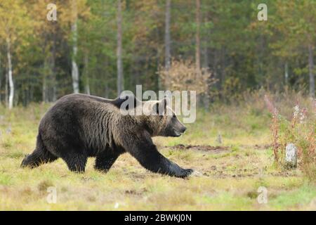 Europäischer Braunbär (Ursus arctos arctos), der in der Waldlichtung läuft, Finnland Stockfoto