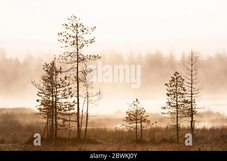 Kiefern um einen ruhigen See im Nebel in der Taiga, Finnland Stockfoto