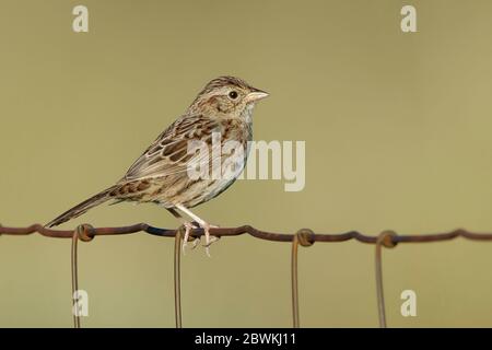 Cassin's Sparrow (Peucaea cassinii), Erwachsener auf drahtgebundenem Banknall, USA, Texas, Brewster County Stockfoto