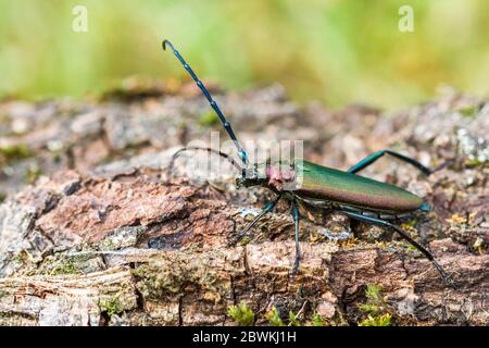 Moschuskäfer (Aromia moschata), auf Rinde sitzend, Seitenansicht, Deutschland Stockfoto