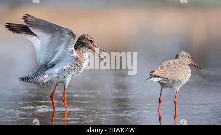 Rotschenkel (Tringa totanus), im flachen Wasser stehend, Männchen (links) mit den Flügeln über seinem Körper gehalten, sich mit einem wartenden Weibchen paaren., Niederlande, Nordniederland, Balgzand, Den Helder Stockfoto