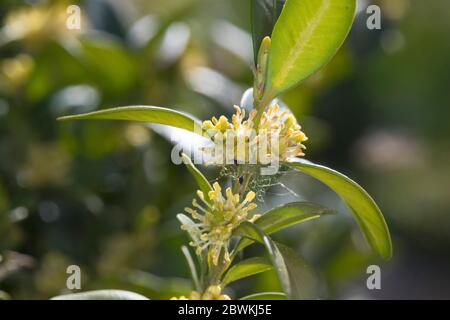 Gewöhnliche Schachtel, Buchsbaum (Buxus sempervirens), blühend, Deutschland Stockfoto