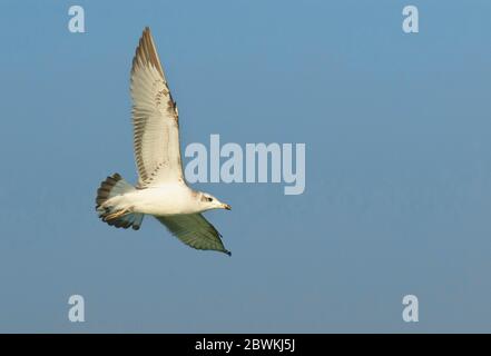 Große Schwarzkopfmöwe, Pallas-Möwe (Larus ichthyaetus, Ichthyaetus ichthyaetus), Erstwinter im Flug, Kasachstan Stockfoto