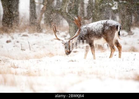 Damhirsch (Dama dama, Cervus dama), hart beim Schneefall, Seitenansicht, Niederlande, Südholland, Amsterdamse Waterleidingduinen Stockfoto