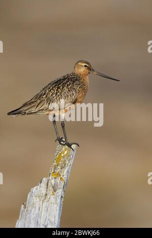 Bartschwanzgottwit (Limosa lapponica), Erwachsener Rüde in Zuchtgefieder, der auf einem Holzmast steht (baueri oder anadyrensi), USA, Alaska, Seward Peninsula Stockfoto