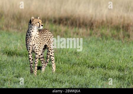 geparde (Acinonyx jubatus), im Gras stehend, Kenia, Masai Mara Nationalpark Stockfoto