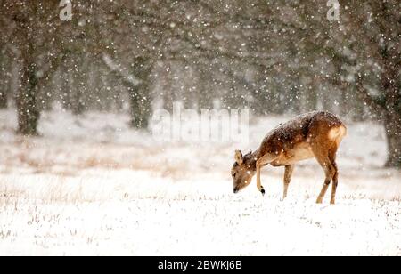 Rehe (Capreolus capreolus), Hirschzucht bei Schneefall, Seitenansicht, Niederlande Stockfoto