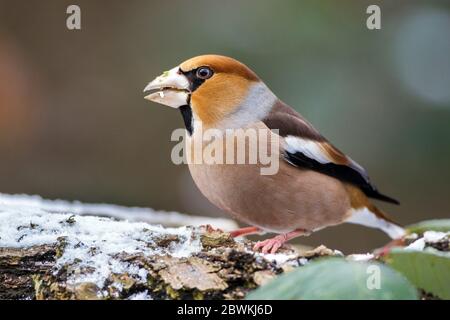 Weißfink (Coccothraustes coccothraustes), im Winter auf Körnern füttern, Deutschland Stockfoto