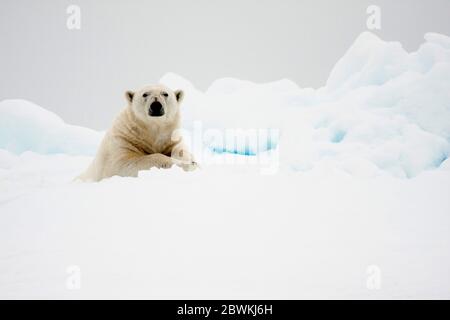 Eisbär (Ursus maritimus), im Schnee liegend, Norwegen, Spitzbergen Stockfoto