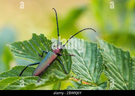 Moschus-Käfer (Aromia Moschata), sitzt auf einem Blatt, Deutschland Stockfoto