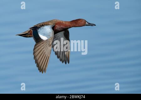 Zimt-Teal (Anas cyanoptera, Spatula cyanoptera), Erwachsener, Männchen, das tief über einem See fliegt, USA, Kalifornien, Orange County Stockfoto
