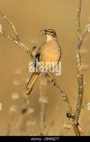 California thrasher (Toxostoma redivivum), Erwachsener in einem niedrigen Busch, Gesang, USA, Kalifornien, Santa Barbara County Stockfoto