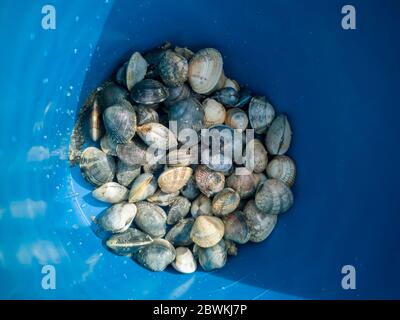 Muscheln in einem blauen Eimer frisch aus dem Meer. Angeln Muscheln an einem Strand bei Ebbe Stockfoto