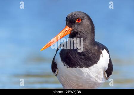 palaearktische Austernfischer (Haematopus ostralegus), vor blauem Wasser, Niederlande, Nordniederland, Katwoude Stockfoto
