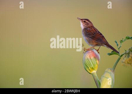 Pallas' Heuschreckenwalder (Locustella certhiola), auf einer Pflanze singend, Seitenansicht, Russland, Jakutsk Stockfoto