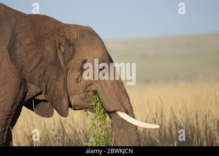 Afrikanischer Elefant (Loxodonta africana), Fütterung, Portrait, Seitenansicht, Kenia, Masai Mara Nationalpark Stockfoto