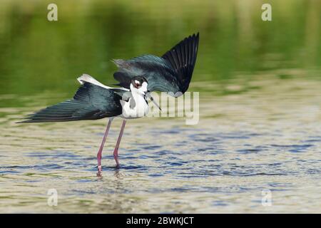 Schwarzhalsstelz (Himantopus mexicanus), in seichtem Sumpf stehend, USA, Kalifornien Stockfoto