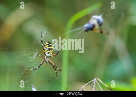 Schwarz-gelbe argiope, Schwarz-gelbe Gartenspinne (Argiope bruennichi), im Netz mit Beute, Deutschland, Baden-Württemberg Stockfoto