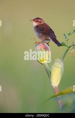 Pallas' Heuschreckenwalder (Locustella certhiola), auf der Pflanze, Russland, Jakutsk Stockfoto