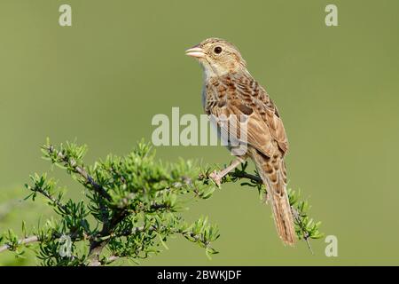 Cassin's Sparrow (Peucaea cassinii), Erwachsener, der auf einer Pflanze sitzt, USA, Texas, Brewster County Stockfoto