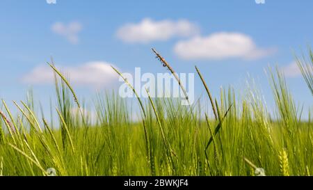 Nahaufnahme von grünem, unreifendem Weizen. Blauer Himmel mit Wolken im Hintergrund. Stockfoto