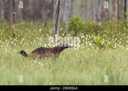 wolverine (Gulo gulo), zwischen Baumwollgräsern, Finnland, Karelien Stockfoto