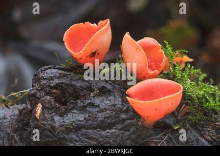 Scharlachelfenbecher, Scharlachelfenmütze, Scharlachelfenbecher (Sarcoscypha coccinea), Fruchtkörper auf totem Holz, Deutschland Stockfoto