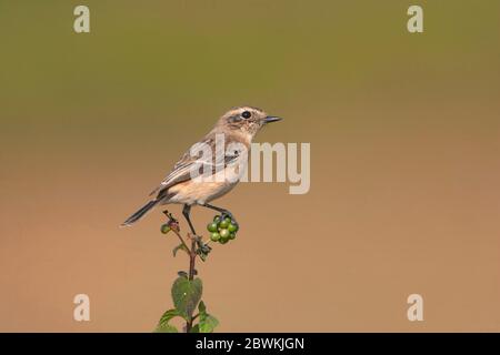 Sibirischer Steinmetch, asiatischer Steinmetch (Saxicola maurus), Erstwinter auf einer kleinen grünen Pflanze, Europa Stockfoto