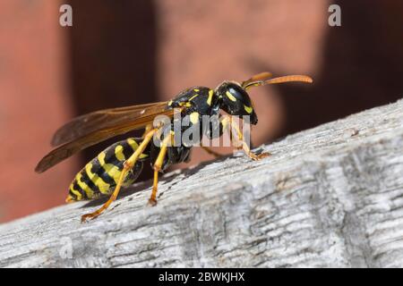 Papierwespe (Polistes gallica, Polistes dominula), auf Holz sitzend, Seitenansicht, Deutschland Stockfoto
