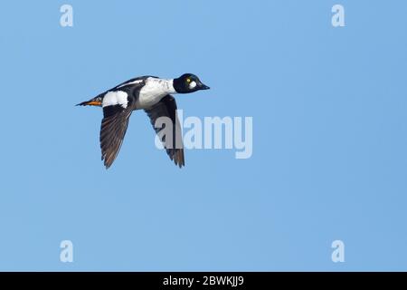 Amerikanische Goldenauge, Goldenauge-Entlein (Bucephala clangula americana), erwachsenes Männchen im Flug, Kanada, Manitoba Stockfoto