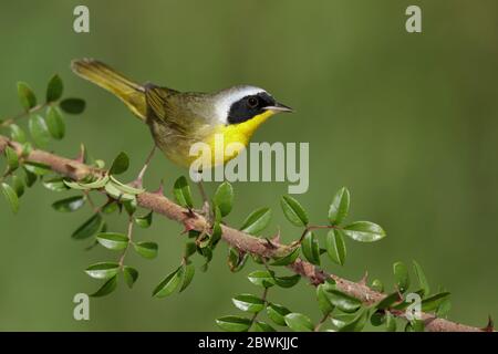 Gelber Kehlkopf (Geothlypis trichas), Erwachsener Männchen auf einem Zweig, USA, Texas, Galveston County Stockfoto