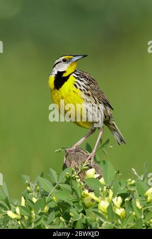 Östliche Wiesenlerche (Sturnella magna), Erwachsene in Zuchtgefieder, USA, Texas Stockfoto