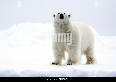 Eisbär (Ursus maritimus), im Schnee stehend, schnüffelt die Luft, Norwegen, Spitzbergen Stockfoto