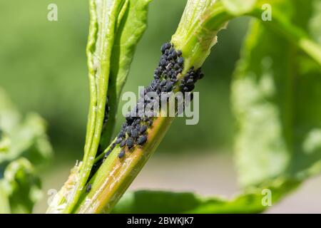 Kolonie von Parasiten auf dem Ast einer Pflanze. Malva Sylvestris Stamm mit Brachycaudus Malvae Stockfoto