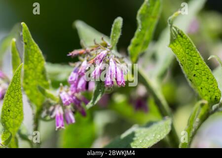 Nahaufnahme der violetten Blüten von Symphytum Officinale - besser bekannt als gemeinsame Beinwell oder echte Beinwell. Stockfoto