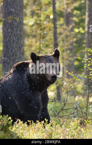 Europäischer Braunbär (Ursus arctos arctos), der in einem Schwarm von Mücken im Taiga-Wald in Finnland sitzt Stockfoto