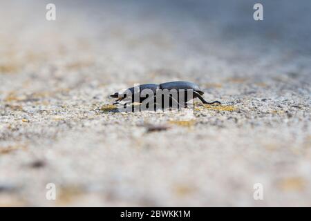 Weiblicher Hirschkäfer (Lucanus cervius) Seitenansicht auf Betonoberfläche im Wald, Ungarn, Europa Stockfoto