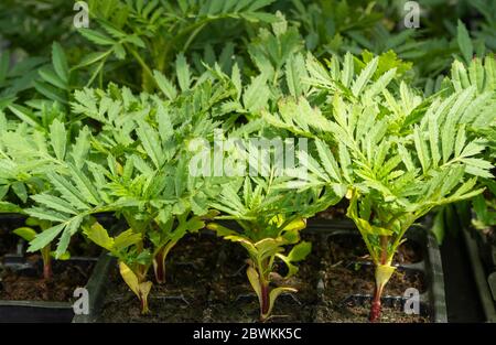 Saisonaler Verkauf von Sämlingen. Blütensprossen in Töpfen. Tagements Durango Tangerine werden in dekorativen Blumenzucht verwendet. Stockfoto