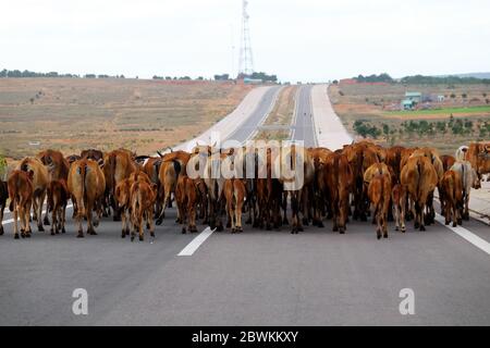 Lustige Szene auf vietnamesischem Land am Abend laufen Herde Kühe in horizontaler Reihe nach Hause, hinter Ansicht nur Kruppe oder Rumpf in braun Stockfoto