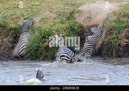 Ebenen Zebra (Equus quagga) über den Mara Fluss und nicht auf steilen Flussufer, Serengeti Nationalpark, Tansania. Stockfoto