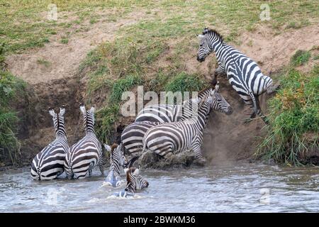 Ebenen Zebra (Equus quagga) über den Mara Fluss und nicht auf steilen Flussufer, Serengeti Nationalpark, Tansania. Stockfoto