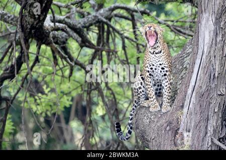 Leopard (Panthera pardus) sitzt im Baum und gähnt, Serengeti Nationalpark, Tansania Stockfoto