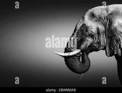 Elefantenbulle, Loxodonta africana, Nahaufnahme-Porträt Trinkwasser mit seinem Rüssel im Mund tropfendes Wasser in schwarz-weiß. Schöne Kunst Stockfoto