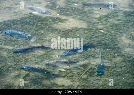 Tilapia (Oreochromis aureus) Jordan Peterskische Fische Stockfoto