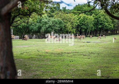 Ein Wildschwanzwild, das auf einer Wiese steht. Rehe stehen auf einem Feld. Stockfoto