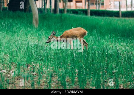 Ein Wildschwanzwild, das auf einer Wiese steht. Rehe stehen auf einem Feld. Stockfoto