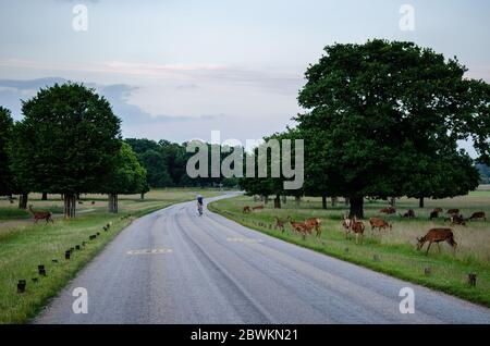 London, England, UK - 1. Juli 2013: Ein Radfahrer fährt an einer Herde weidender Hirsche im Richmond Park im Südwesten Londons vorbei. Stockfoto