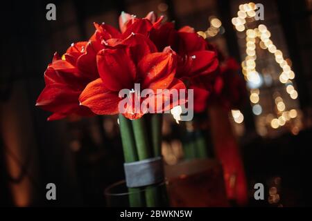 Hibiskus in einer transparenten Vase Stockfoto